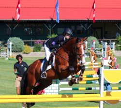 Equestrian on horse jumping over rails.